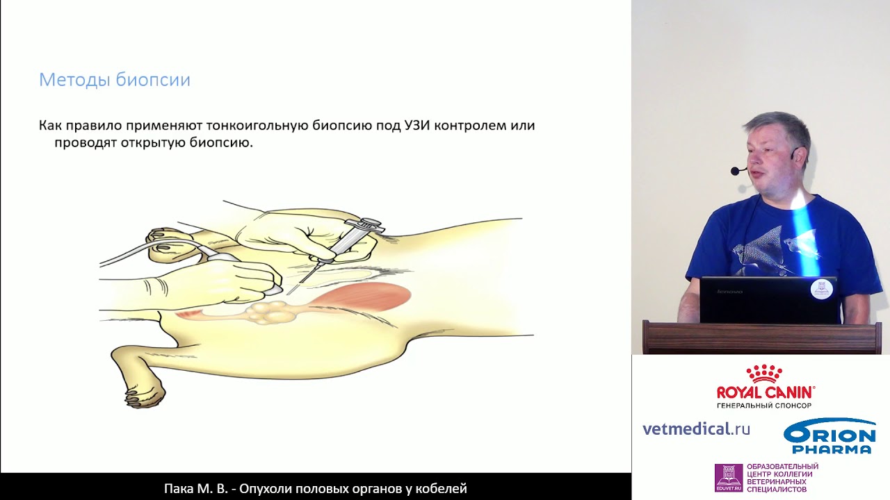 Пака М. В. - Опухоли половых органов у кобелей