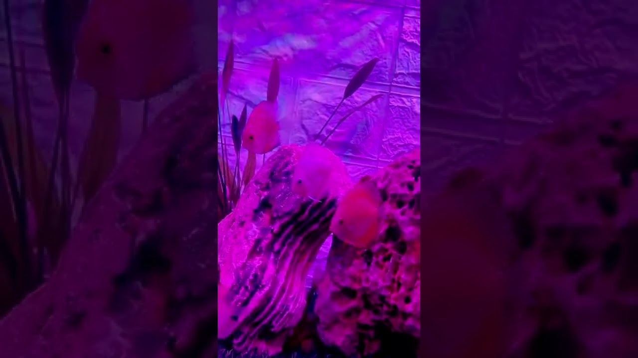 Discus fish tank setup……..