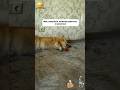очень смешно смешно юмор Funny приколы ржака смех собака корги пес щенок работа прикол мем очень смешно смешно юмор Funny приколы ржака смех собака корги пес щенок работа прикол мем