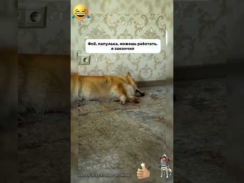 очень смешно😅 #смешно #юмор #funny #приколы #ржака #смех#собака #корги#пес#щенок#работа#прикол#мем