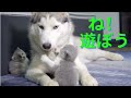 ハスキー犬に構ってほしくて何度も話をかける赤ちゃん猫が可愛すぎた