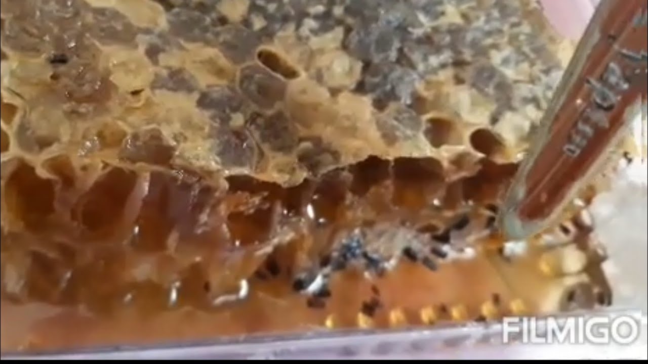 Petek Ballarda Güve Oluşumu ve Önlemi.