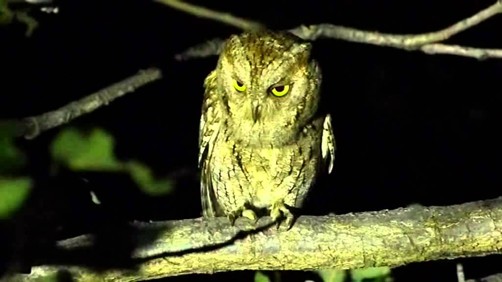 Otus basic