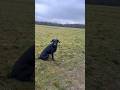Your dog is communicating all the time - Behaviour is communication. #dogbehaviourist #dogbehaviour