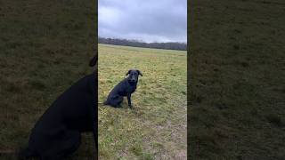 Your dog is communicating all the time - Behaviour is communication. #dogbehaviourist #dogbehaviour