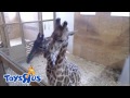 13.04.2017 ~18:05. April & Olver. Giraffe tenderness