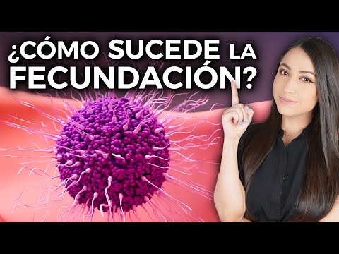 How does fertilization occurs? 👩🏻‍⚕️ @drapauzuniga