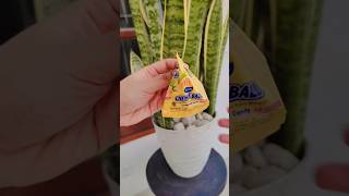 permen kino chew' ball #shorts #permen #candy #kino #chewy #kids #kidsvideo #permenbola