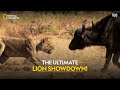 The ultimate lion showdown  lion battle zone  full episode  national geographic