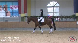 Falappo MBH (geb. 2011), v. Fit for Fun - Donnerhal ElH - Pik Buba I - ELITE VERKAUFSSCHAU 2017