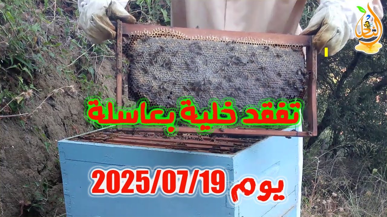 هذه الخلية لم أتفقدها مند 15 يوم ولم يقوم النحل بإستهلاك مخزونه كما تعتقدون