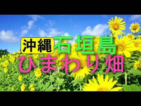 【石垣島】ひまわりが満開！夏空に似合うヒマワリです♪