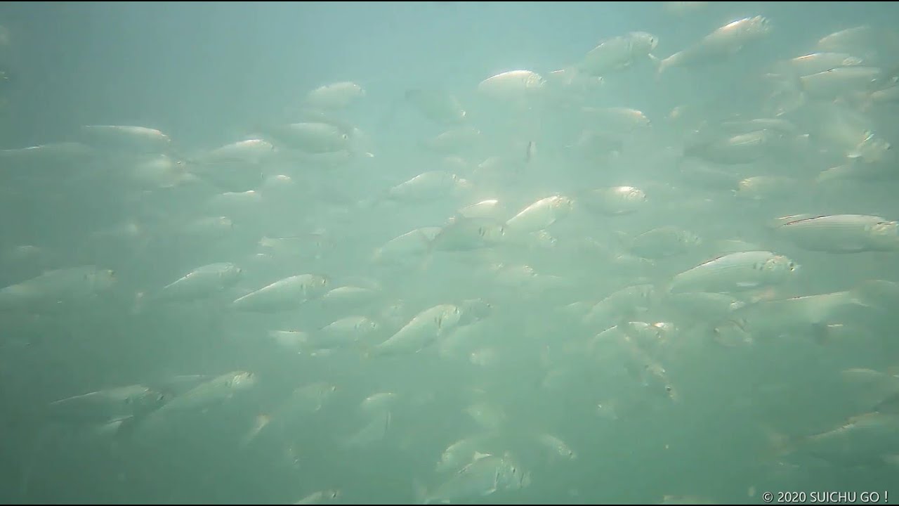 16秒 水中ドローンでコノシロ コハダ の魚群に溶け込む 富山県氷見市 Suichu Go