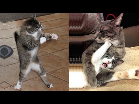 Funniest Dogs And Cats - Best Of The 2021 Funny Animal Videos #2