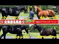 名馬巡りの旅】コントレイル、キタサンブラック、オルフェーヴル、イク