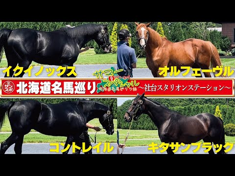 【名馬巡りの旅】コントレイル、キタサンブラック、オルフェーヴル、イクイノックス…人気種牡馬に会ってきた!