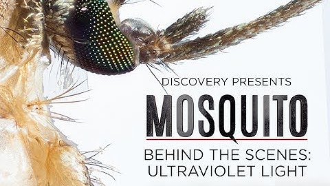Behind The Scenes: Ultraviolet Light | Mosquito