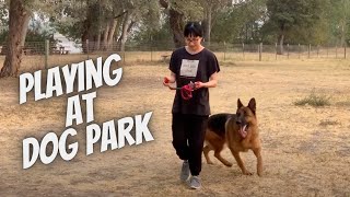 German Shepherd playing with his human at the dog park by Meet the Chows 1,560 views 3 years ago 2 minutes, 27 seconds