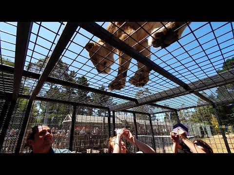 Lion Encounter, Orana Wildlife Park, Christchurch NZ. Jan 2020.