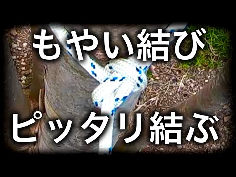 もやい結びをピッタリと木に結ぶ方法!キャンプや日常生活にも役立つ!そして、初心者から中級者へ!