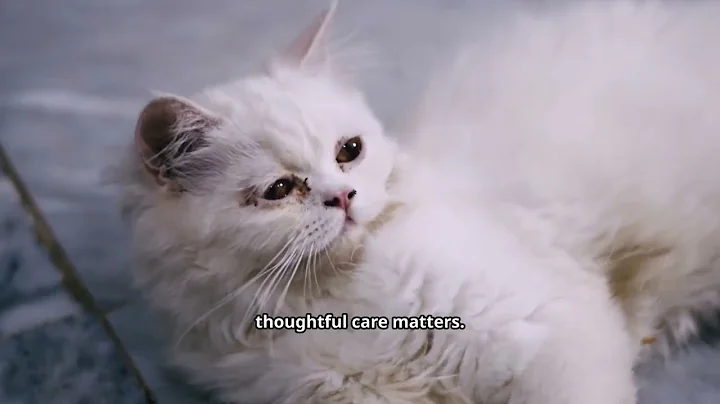 Watch the video about Why Ragdoll Cats Are the Sweetest Pets Ever!