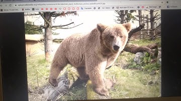 Finding Nemo (NatureRules1 Remake) Part 12: Himalayan Bear Attacks