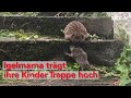 Igelmama trägt ihre Babys steile Treppe hoch