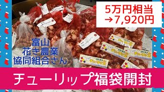 チューリップ福袋の中身 7,920円 ネタバレ【ガーデニング】2022年 年末福袋 富山花卉球根農業協同組合