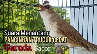 Trucukan Gacor Suara Memanggil Lawan - Pancingan trucukan agar bunyi Dan ikut Garuda