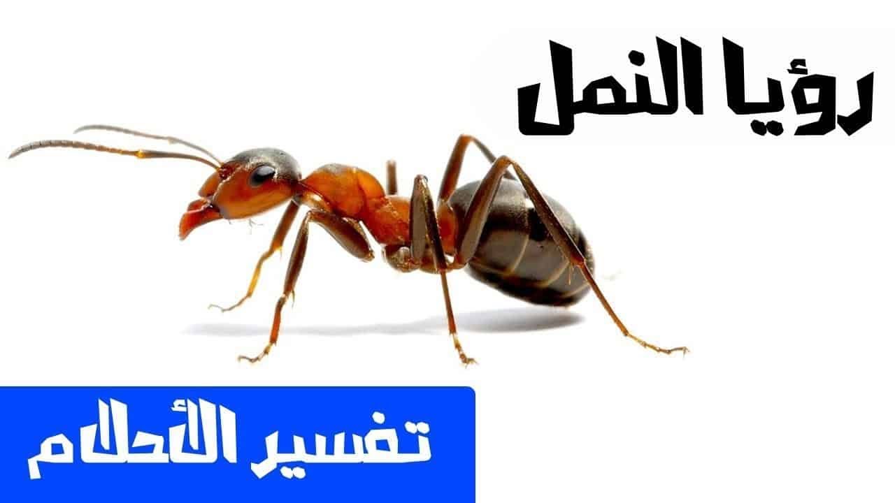 تفسير حلم رؤيه النمل في المنام | سبحان الله 🐜🙏 #حلم النمل #رؤية النمل ...