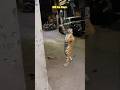 10k view#viral #trending #shorts