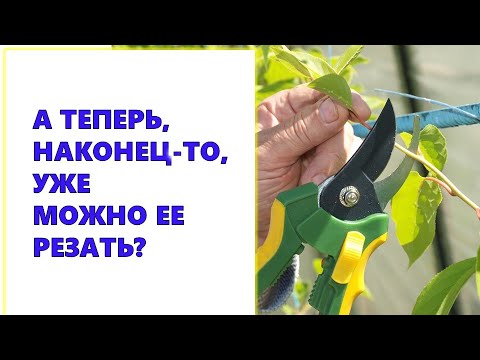 Video: Plantering Av Aktinidia