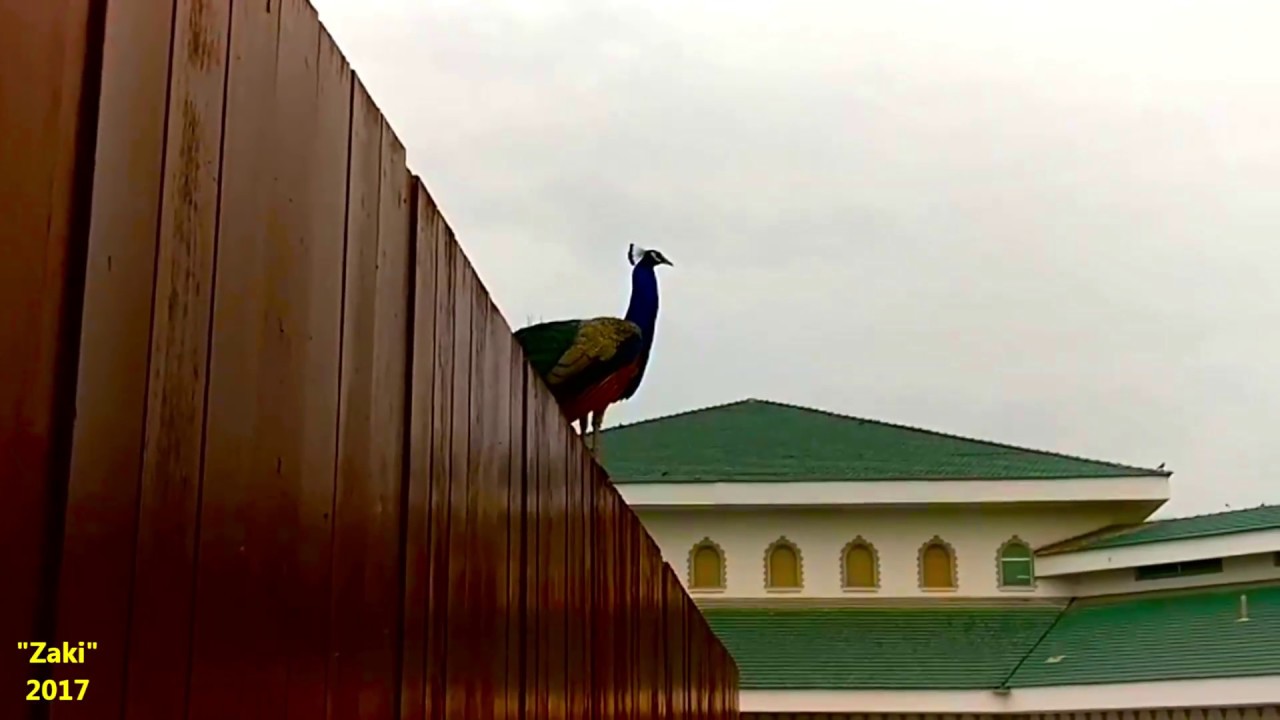 Peacock: Royal Bird