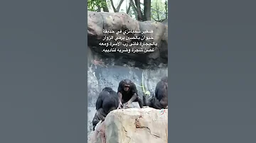 صغير شمبانزي في حديقة حيوان بالصين يرمي الزوار بالحجارة فأتى رب الأسرة ومعه غصن شجرة وضربه لتأديبه 