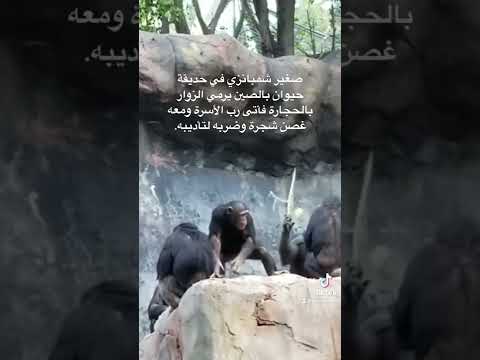 صغير شمبانزي في حديقة حيوان بالصين يرمي الزوار بالحجارة فأتى رب الأسرة ومعه غصن شجرة وضربه لتأديبه