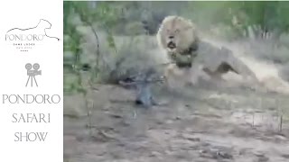 Kruger Park lion charge