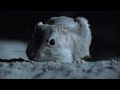 Aggressive nightlife of the Kangaroo Rat | Attenborough |  BBC