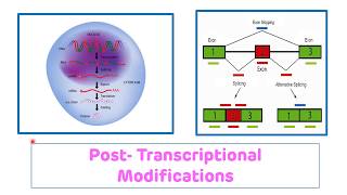 Post Transcriptional Modifications of RNA || Post Transcriptional Processing of RNA