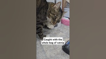Caught with the whole bag if catnip #shorts  #catshorts