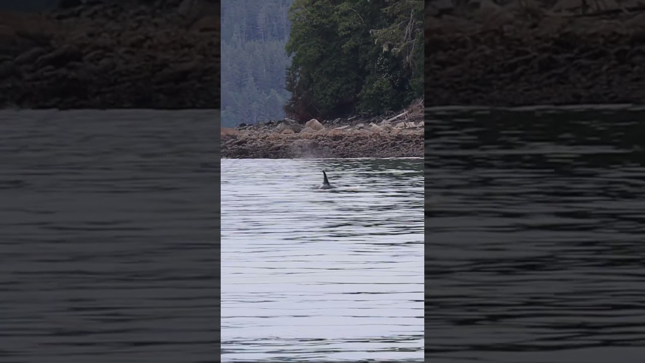 Eagles…then ORCAS behind our boat!