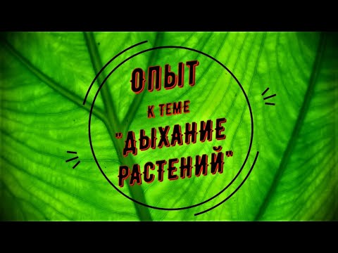 Опыт к теме: "Дыхание растений"