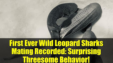 First Ever Wild Leopard Sharks Mating Recorded: Surprising Threesome Behavior!