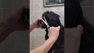 Trimming the hair on a dogs face with scissors demonstration, Schnoodle, dog grooming, no restraints