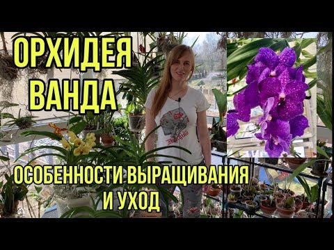 Орхидея Ванда Vanda в стеклянной вазе. Уход в домашних условиях