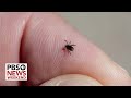 What you need to know to stay safe from ticks and lyme disease this summer