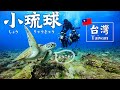 【台湾】200%海亀に会える‼️高雄から１時間の離島、小琉球で幸運の海亀ダイビングツアーへ！