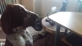 Bracco Italiano watching video