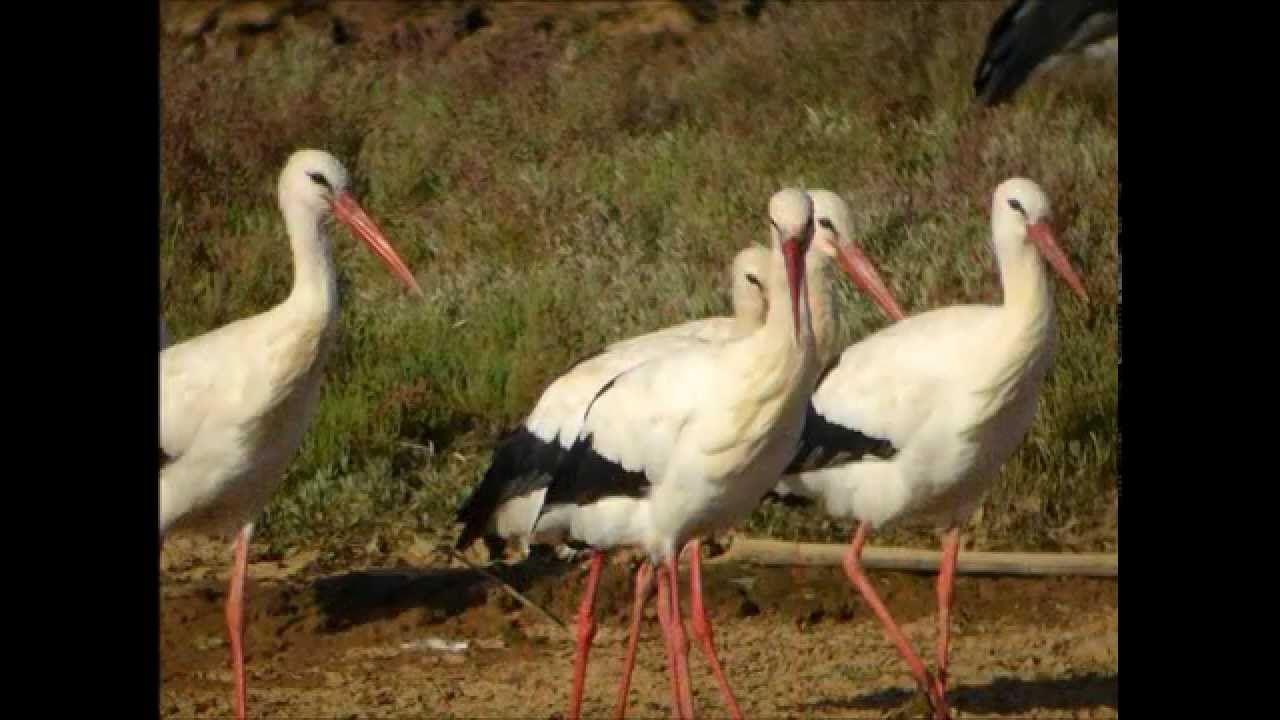 White Stork - Ooievaar 