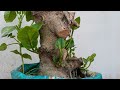 Ficus Bonsai Material