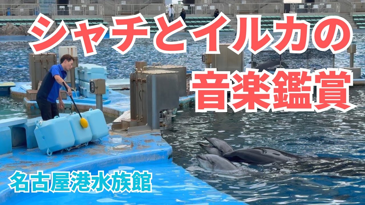 シャチとイルカが一緒にジャンプ＆音楽鑑賞の様子【名古屋港水族館 
